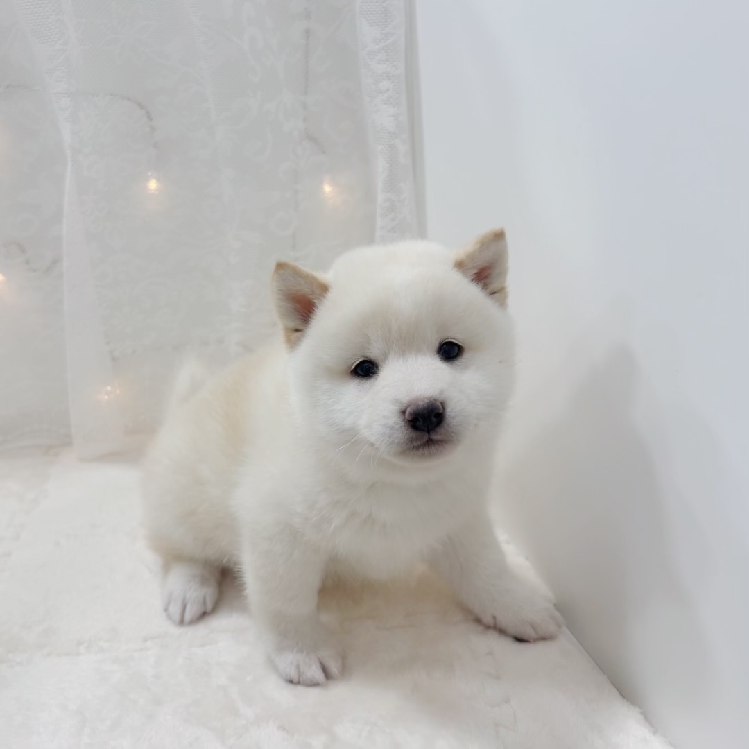 千葉県の豆柴 (犬の家＆猫の里BIGHOPガーデンモール印西店/2025年12月8日生まれ/男の子/白)の子犬の1枚目の画像