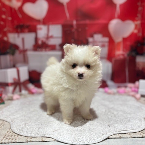 福岡県のポメチワ/チワポメ/ポメチー(ポメラニアン×チワワ) (犬の家＆猫の里トリアス久山店/2025年12月8日生まれ/女の子/ホワイトクリーム)の子犬の2枚目の画像