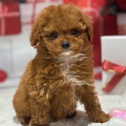 福岡県のトイプードル(ティーカップ) (犬の家＆猫の里トリアス久山店/2025年12月9日生まれ/男の子/レッド)の子犬の2枚目の画像