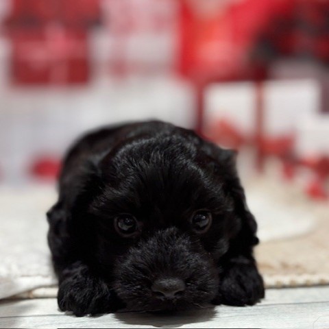 福岡県のダップー(ダックス×プードル) (犬の家＆猫の里トリアス久山店/2025年12月8日生まれ/女の子/ブラック)の子犬の2枚目の画像