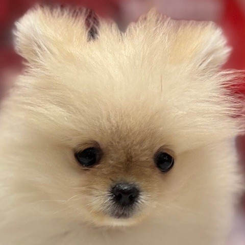 福岡県のポメラニアン (犬の家＆猫の里トリアス久山店/2025年12月1日生まれ/女の子/クリーム)の子犬の1枚目の画像