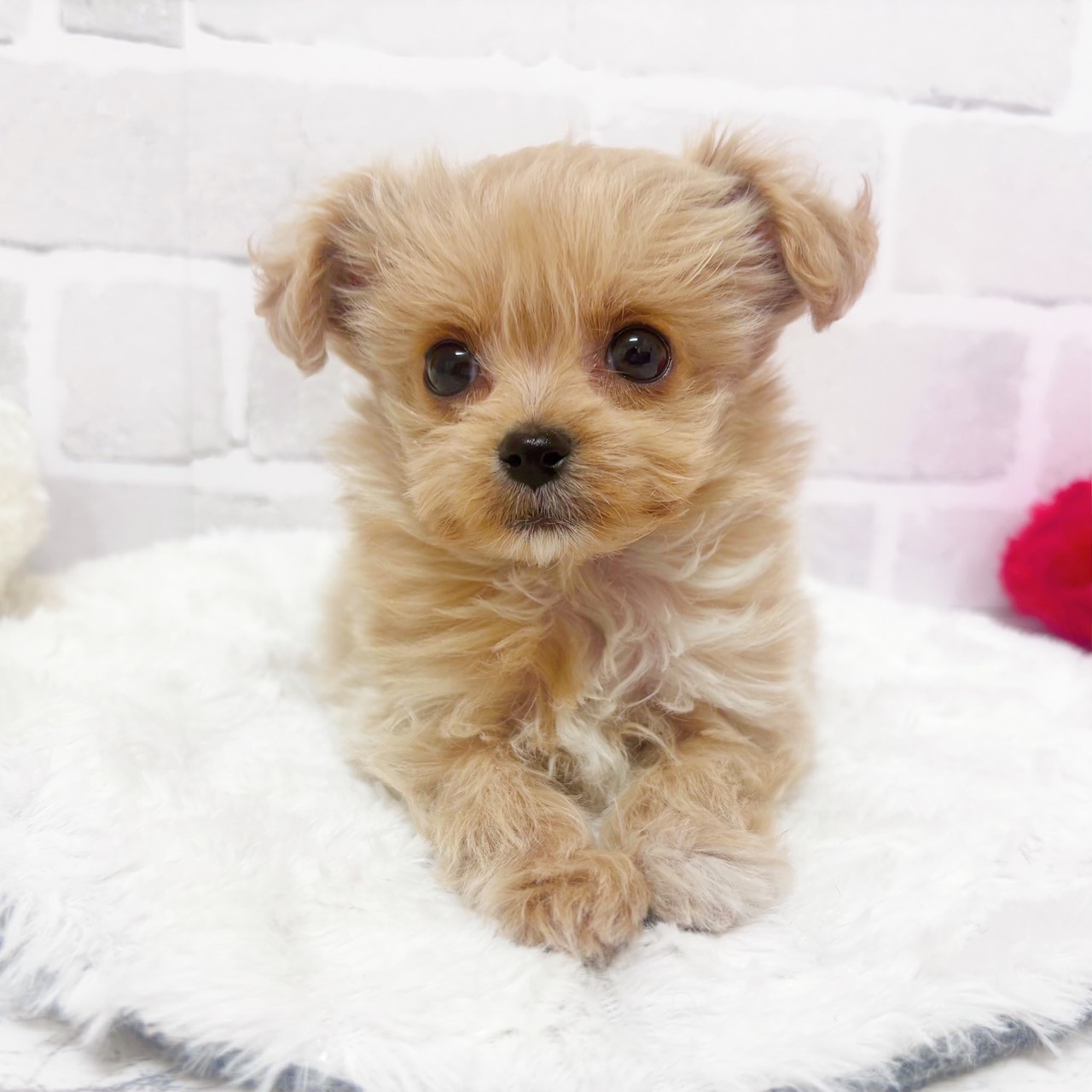 京都府のチワプー/プーチー(チワワ×プードル) (犬の家＆猫の里京都精華店/2025年12月9日生まれ/女の子/クリームホワイト)の子犬の2枚目の画像
