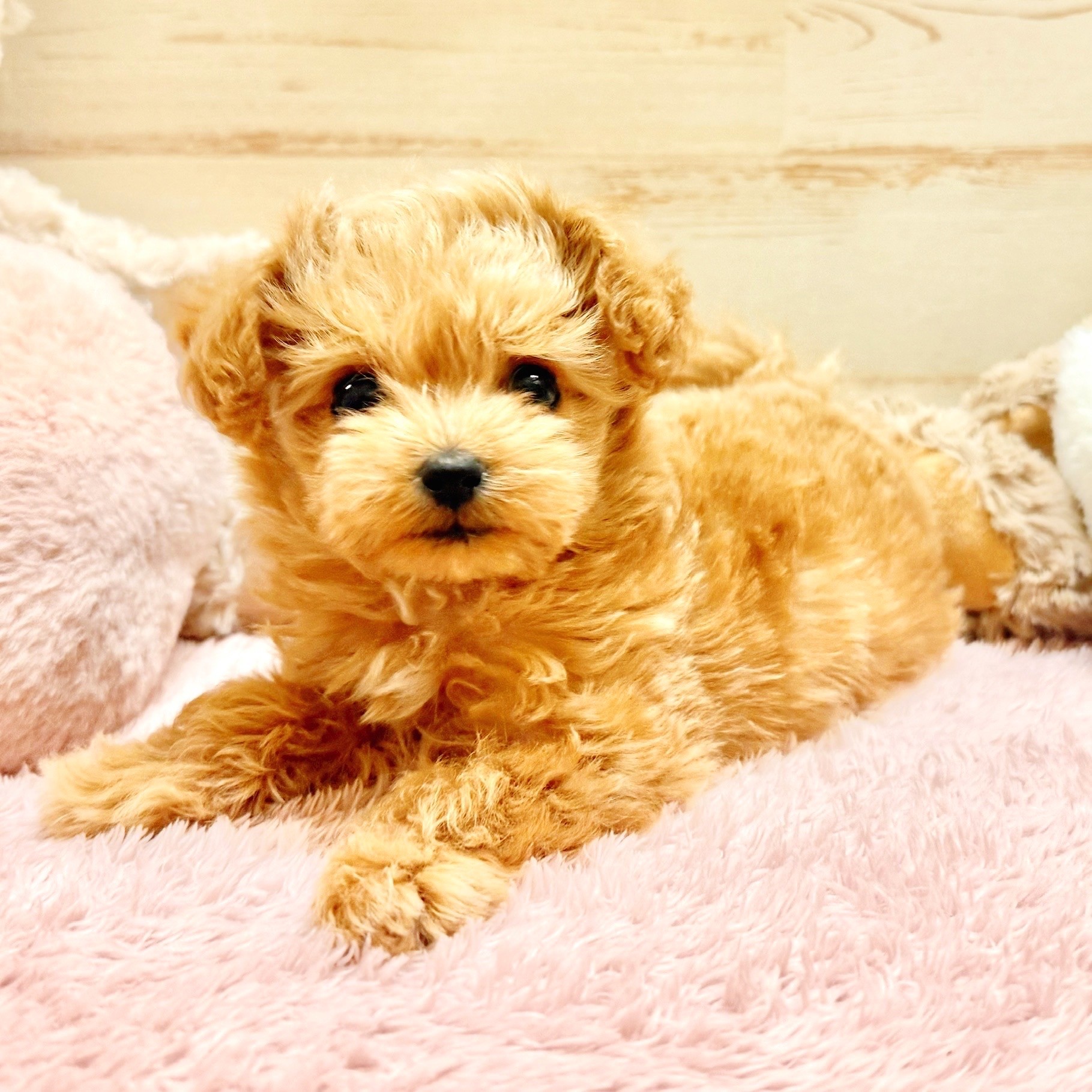 兵庫県のチワプー/プーチー(チワワ×プードル) (犬の家＆猫の里神戸店/2025年12月9日生まれ/女の子/アプリコットホワイト)の子犬の2枚目の画像