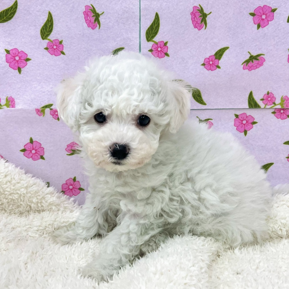 愛知県のビションフリーゼ (犬の家＆猫の里エアポートウォーク店/2025年12月9日生まれ/女の子/ホワイト)の子犬の2枚目の画像