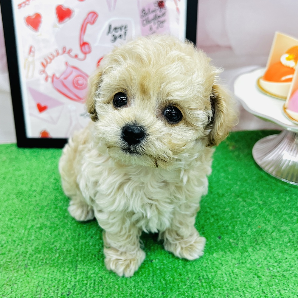 愛知県のチワプー/プーチー(チワワ×プードル) (犬の家＆猫の里名古屋天白店/2025年12月9日生まれ/男の子/アプリコットホワイト)の子犬の1枚目の画像