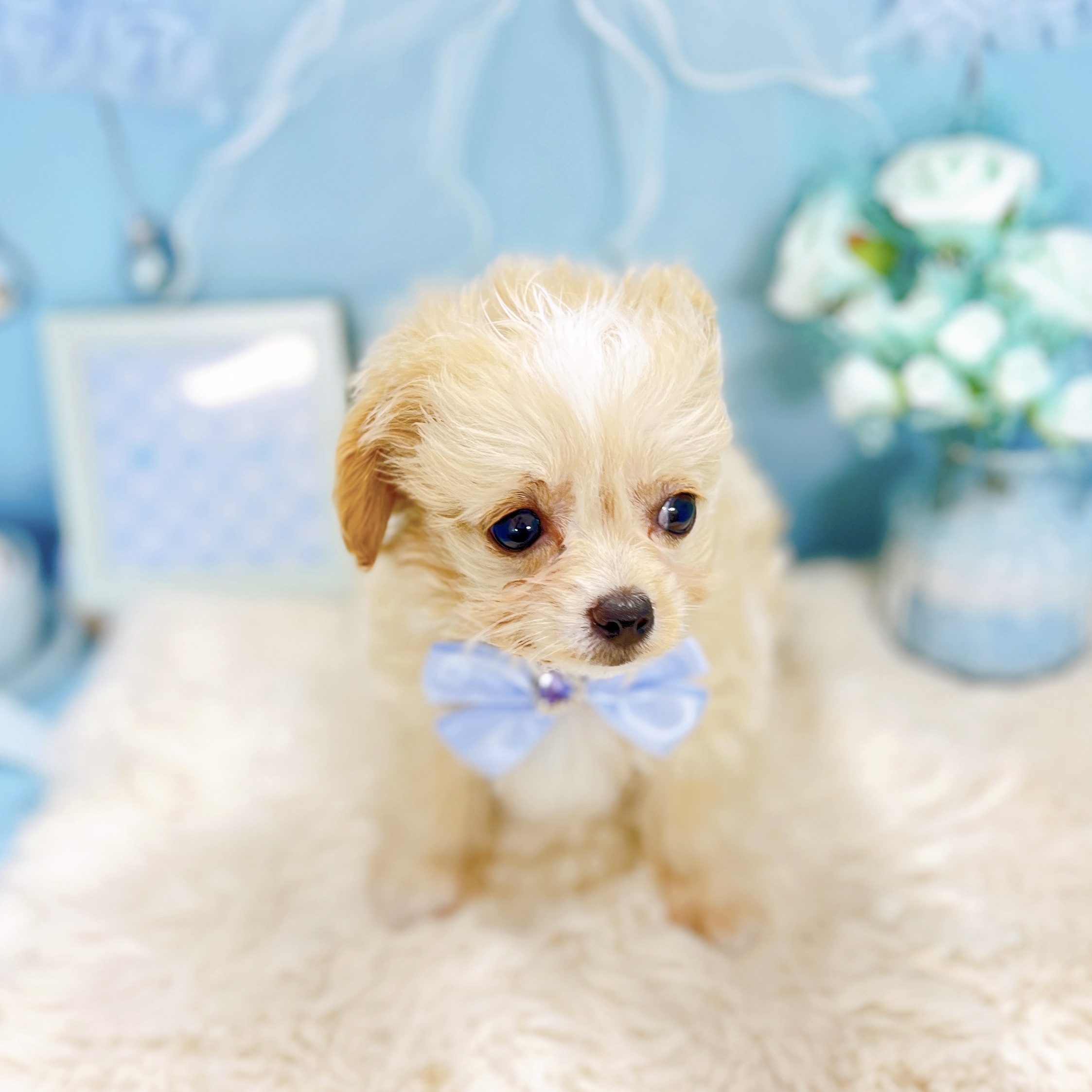 福井県のチワプー/プーチー(チワワ×プードル) (犬の家＆猫の里アミーゴ福井大和田店/2025年12月7日生まれ/男の子/クリームホワイト)の子犬の2枚目の画像