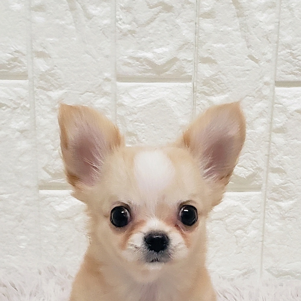 岡山県のチワワ(ロング) (犬の家＆猫の里岡山店/2025年12月8日生まれ/女の子/クリームホワイト)の子犬の2枚目の画像