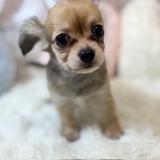 兵庫県のチワックス(チワワ×ダックス) (犬の家＆猫の里カナート西神戸店/2025年12月9日生まれ/男の子/シェーデットクリーム)の子犬の2枚目の画像