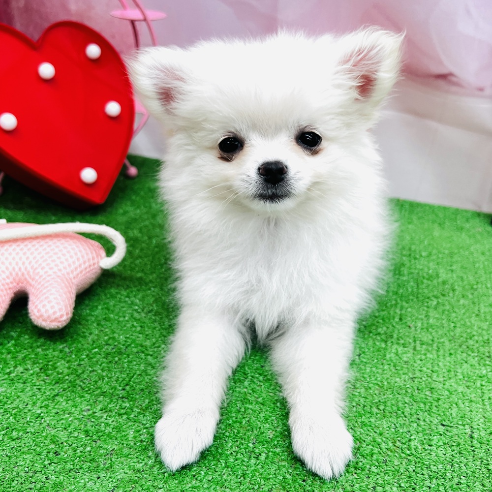 愛知県のポメチワ/チワポメ/ポメチー(ポメラニアン×チワワ) (犬の家＆猫の里名古屋天白店/2025年11月28日生まれ/女の子/クリーム)の子犬の2枚目の画像