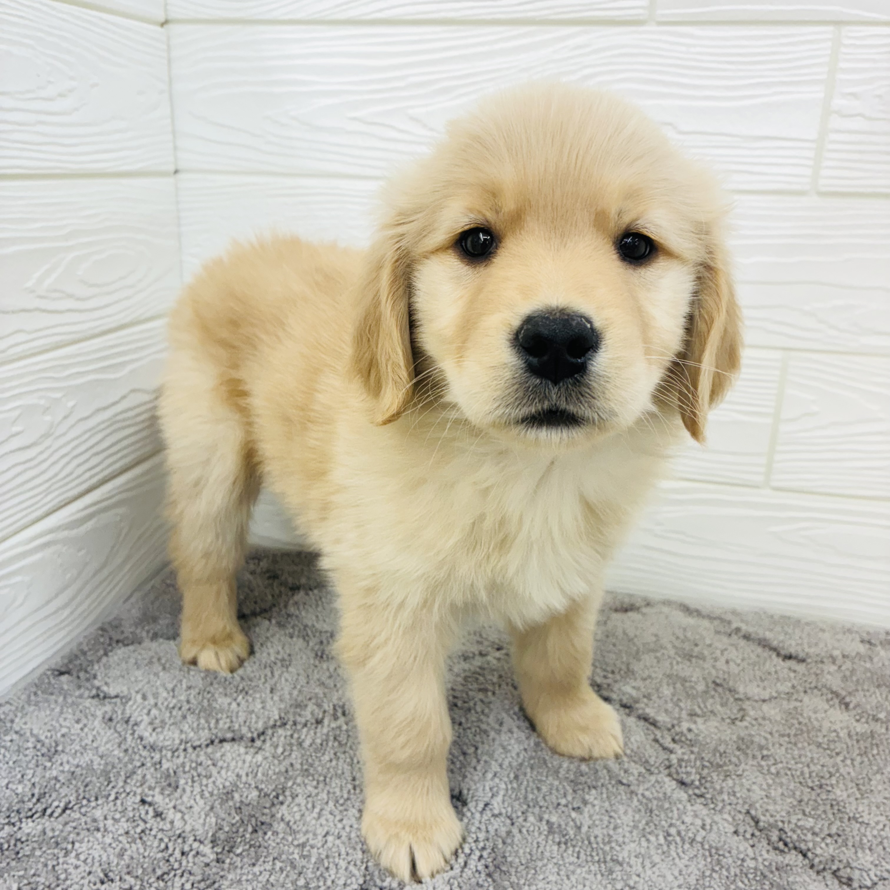 愛知県のゴールデンレトリバー (犬の家＆猫の里七宝店/2025年12月9日生まれ/女の子/ゴールデン)の子犬の2枚目の画像