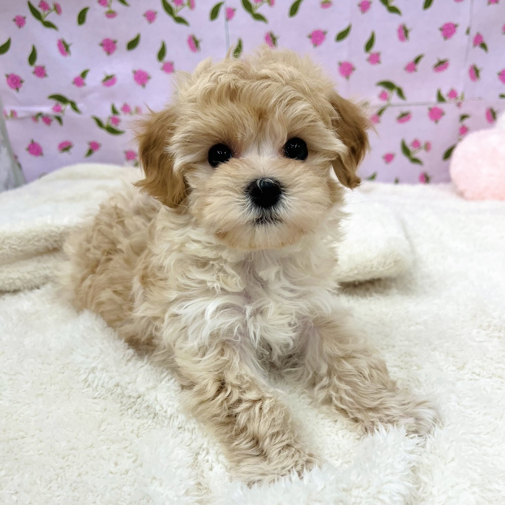 愛知県のマルプー(マルチーズ×プードル) (犬の家＆猫の里エアポートウォーク店/2025年12月8日生まれ/男の子/アプリコットホワイト)の子犬の2枚目の画像