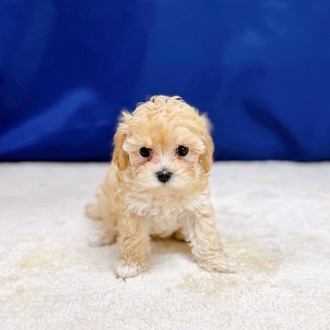 愛知県のマルプー(マルチーズ×プードル) (犬の家＆猫の里一宮店/2025年12月8日生まれ/男の子/クリーム)の子犬の2枚目の画像