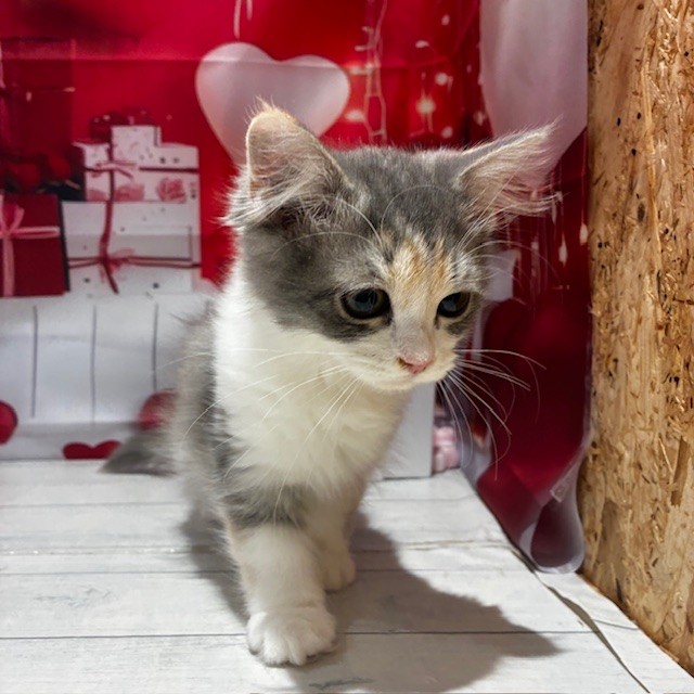福岡県のマンチカン (犬の家＆猫の里トリアス久山店/2025年11月30日生まれ/女の子/ブルーパッチドタビーホワイト)の子猫の2枚目の画像