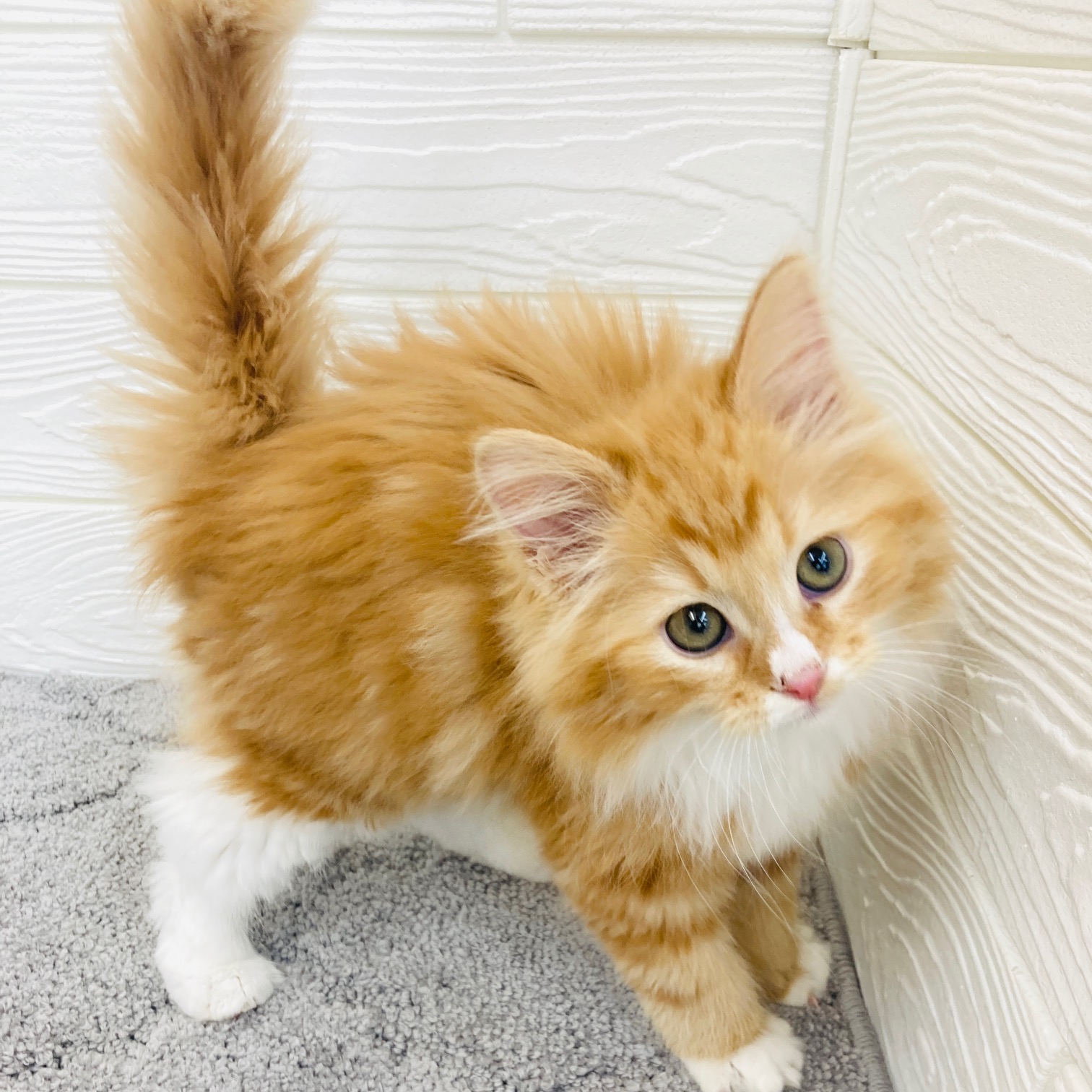 愛知県のノルウェージャンフォレストキャット (犬の家＆猫の里七宝店/2025年12月10日生まれ/男の子/レッドタビーホワイト)の子猫の2枚目の画像