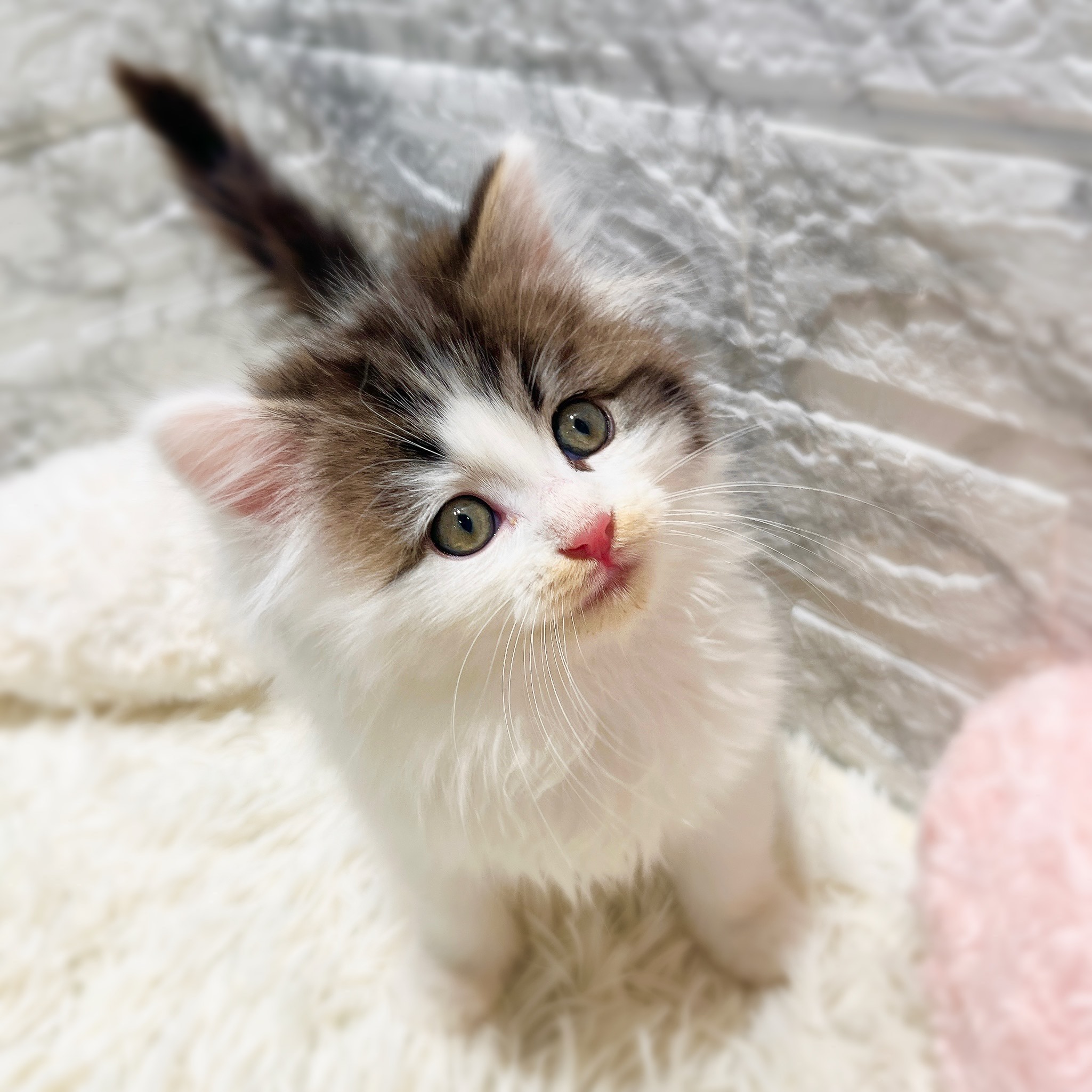 愛知県のノルウェージャンフォレストキャット (犬の家＆猫の里MiO香久山店/2025年12月10日生まれ/男の子/ブラウンタビーホワイト)の子猫の2枚目の画像