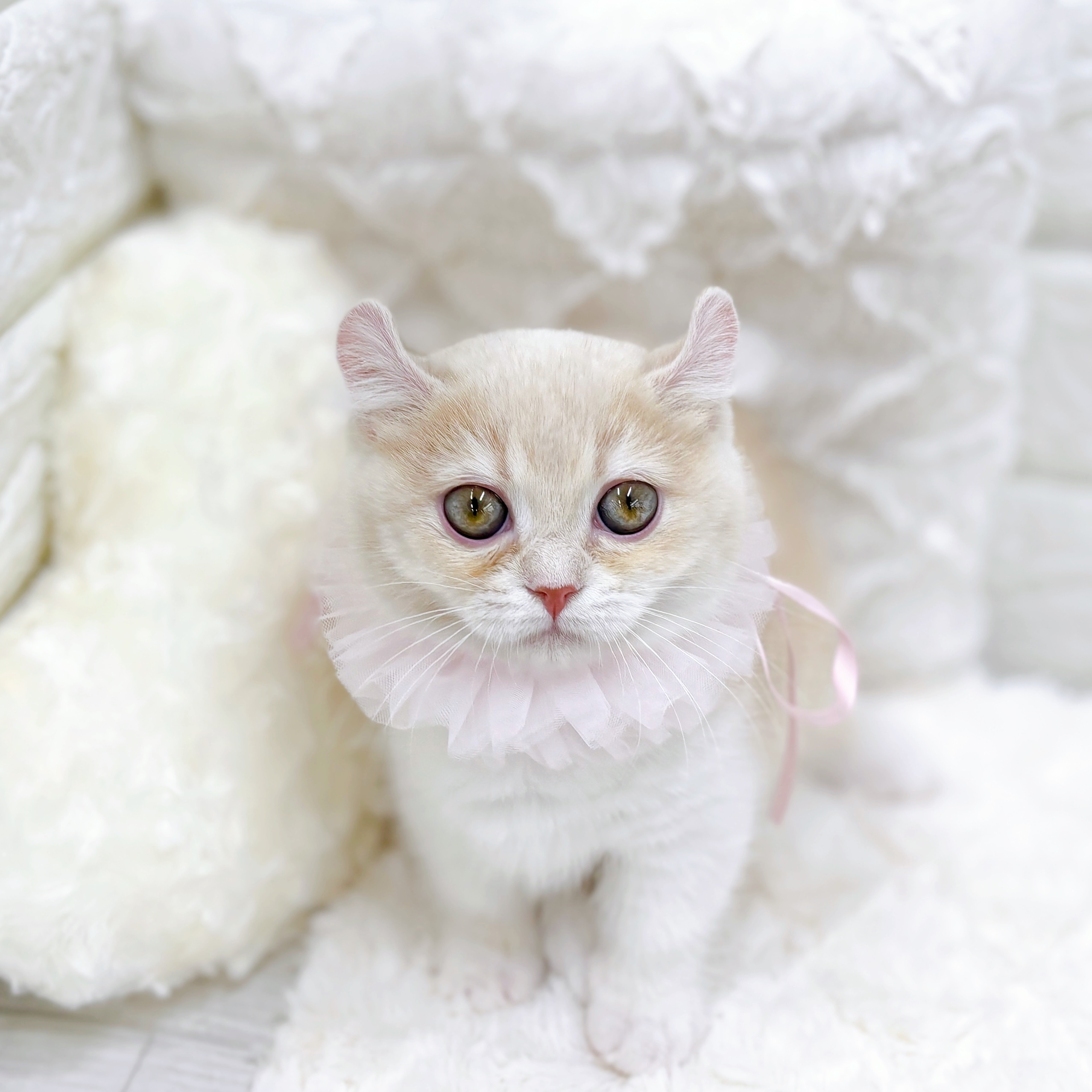 福井県のキンカロー (犬の家＆猫の里アミーゴ福井店/2025年12月10日生まれ/女の子/クリームタビーホワイト)の子猫の1枚目の画像