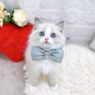 滋賀県のラグドール (犬の家＆猫の里長浜店/2025年12月11日生まれ/女の子/ブルーポイントバイカラー)の子猫の2枚目の画像