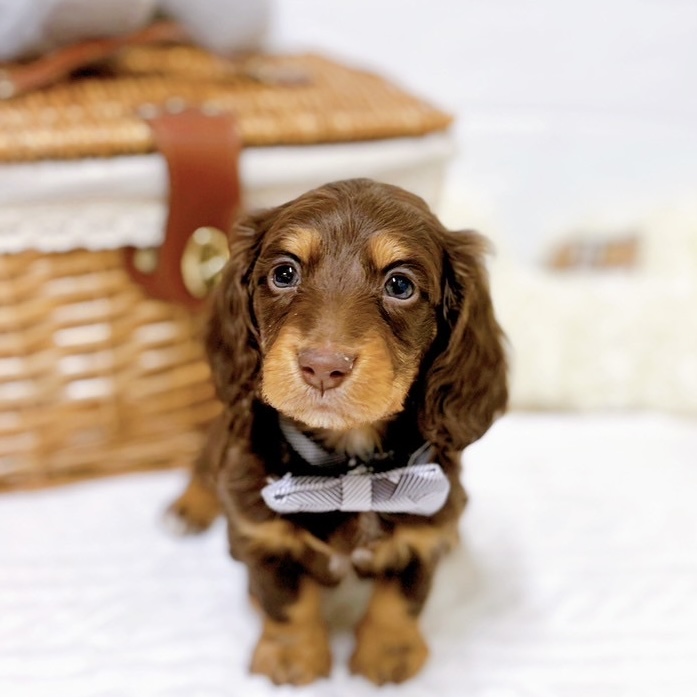 ブラウン(茶系)のミニチュアダックスの子犬一覧 | ペットショップ 犬の