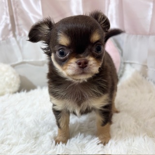 兵庫県のチワワ(ロング) (犬の家＆猫の里カナート西神戸店/2025年12月3日生まれ/女の子/チョコレートタン)の子犬