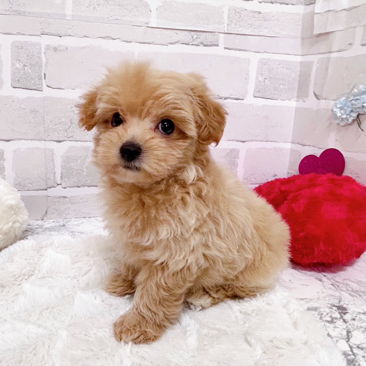 京都府のマルプー(マルチーズ×プードル) (犬の家＆猫の里京都精華店/2025年12月9日生まれ/女の子/アプリコット)の子犬の2枚目の画像