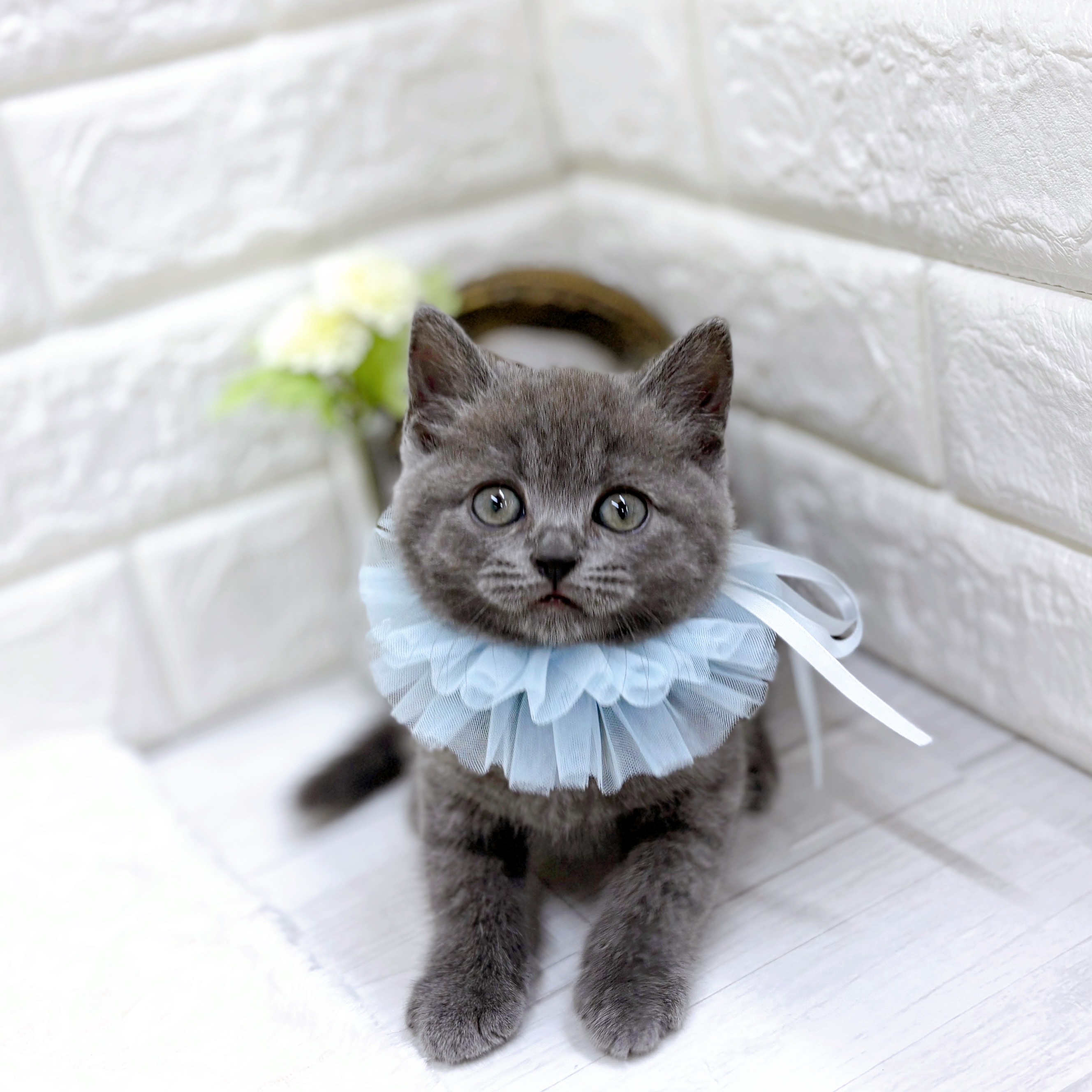 最新セール情報【決算セール・近江八幡店】 | ペットショップ 犬の家