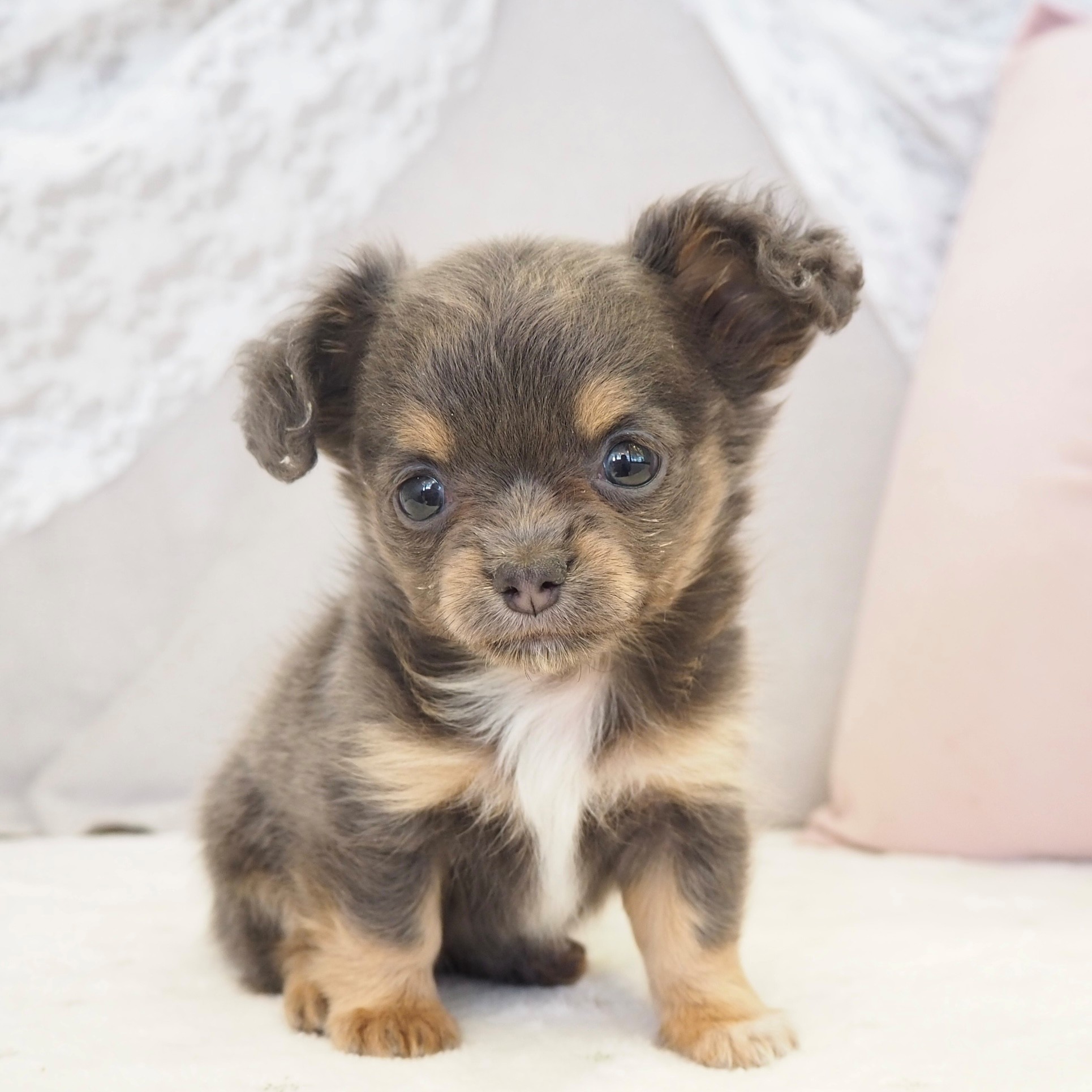 大阪府のチワックス(チワワ×ダックス)の子犬を価格や特徴で探す|ペット