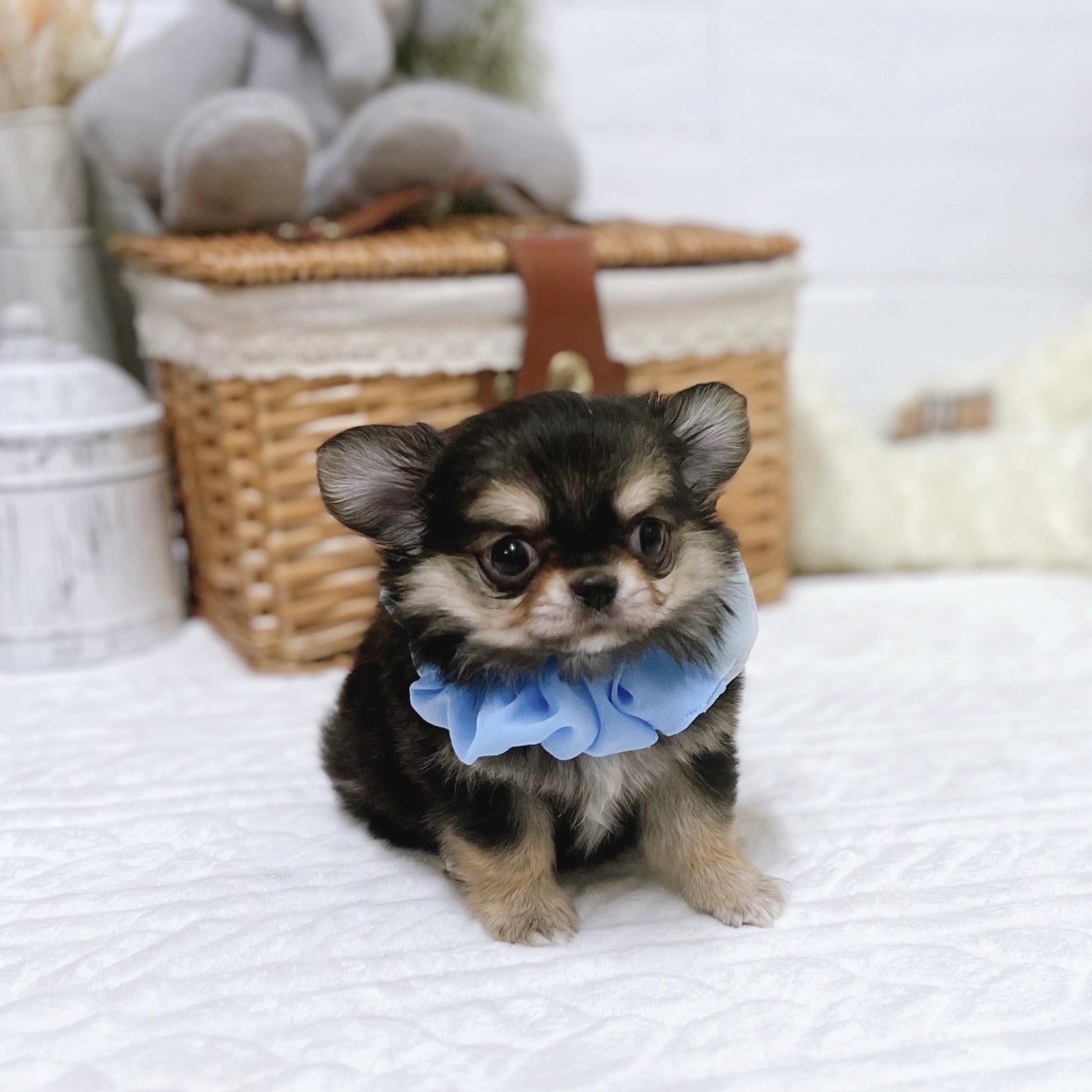 滋賀県のチワワ(ロング) (犬の家＆猫の里近江八幡店/2025年12月10日生まれ/男の子/ブラックタン)の子犬の2枚目の画像