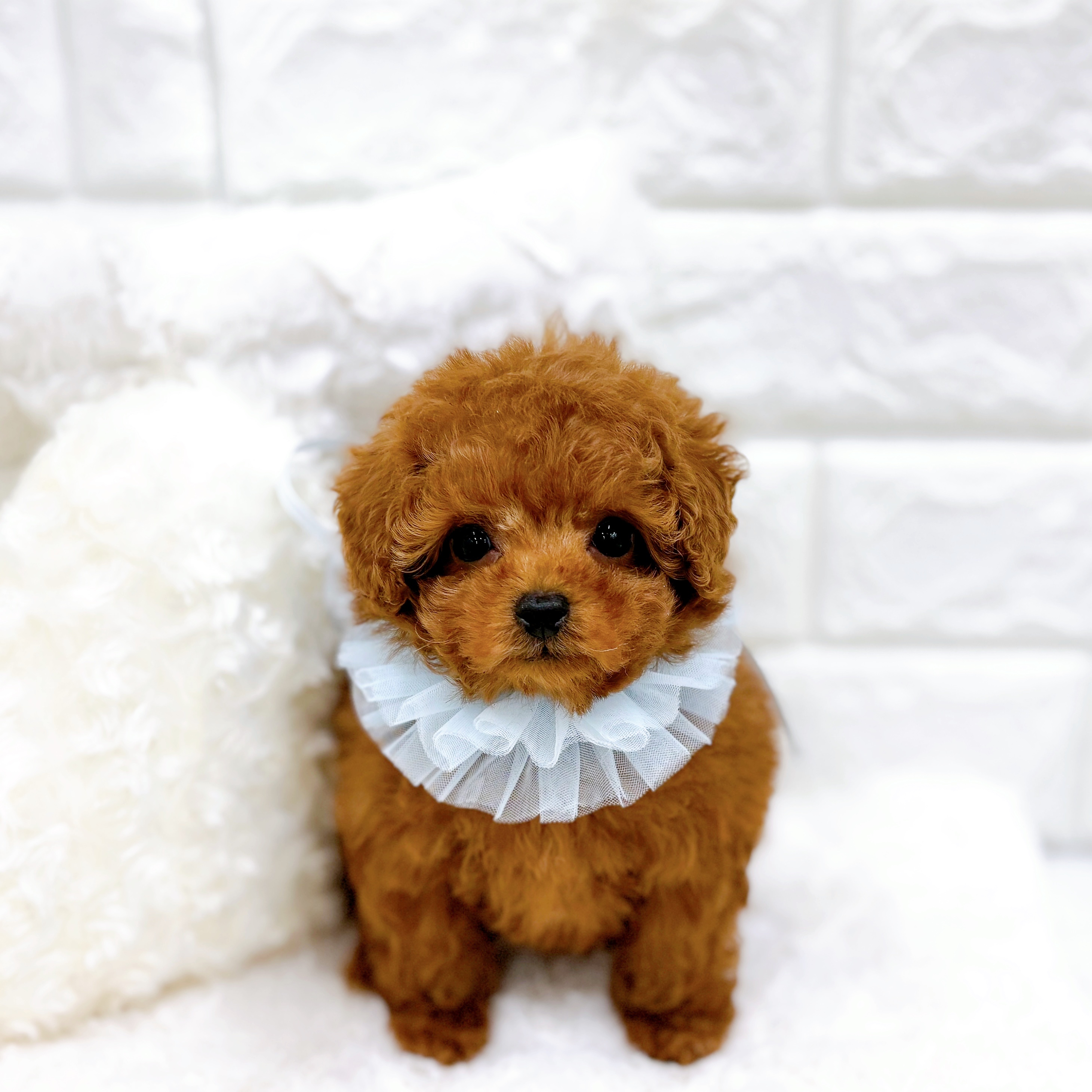 福井県のトイプードル(タイニー) (犬の家＆猫の里アミーゴ福井店/2025年12月12日生まれ/男の子/レッド)の子犬の1枚目の画像