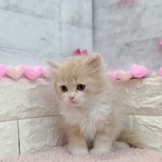 静岡県のサイベリアン (犬の家＆猫の里プレ葉ウォーク浜北店/2025年12月10日生まれ/男の子/クリームタビーホワイト)の子猫の2枚目の画像