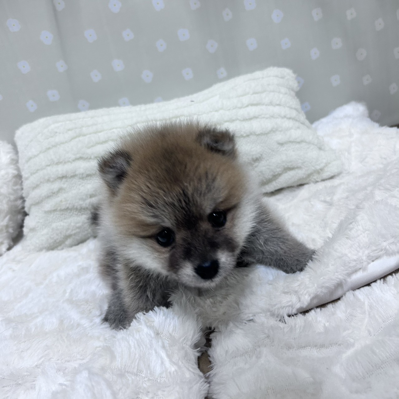 愛知県のポメ柴/豆ポメ/ポメ豆柴(ポメラニアン×柴犬) (犬の家＆猫の里安城店/2026年2月10日生まれ/女の子/赤)の子犬の2枚目の画像