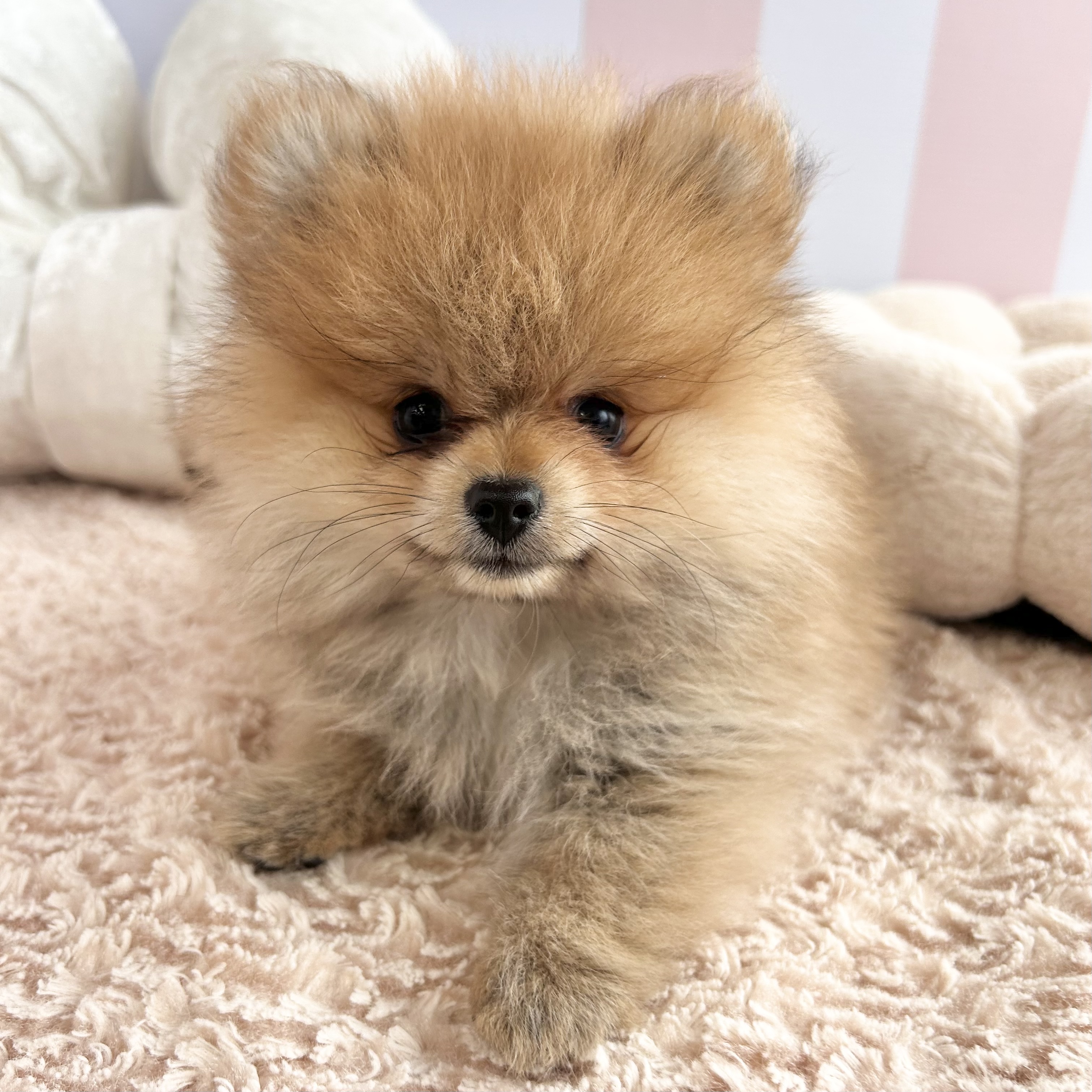 岡山県のポメラニアン (犬の家＆猫の里倉敷中庄店/2025年7月24日生まれ/女の子/オレンジ)の子犬の1枚目の画像