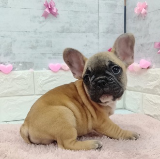 静岡県のフレンチブルドッグ (犬の家＆猫の里プレ葉ウォーク浜北店/2025年12月13日生まれ/男の子/フォーン)の子犬の2枚目の画像