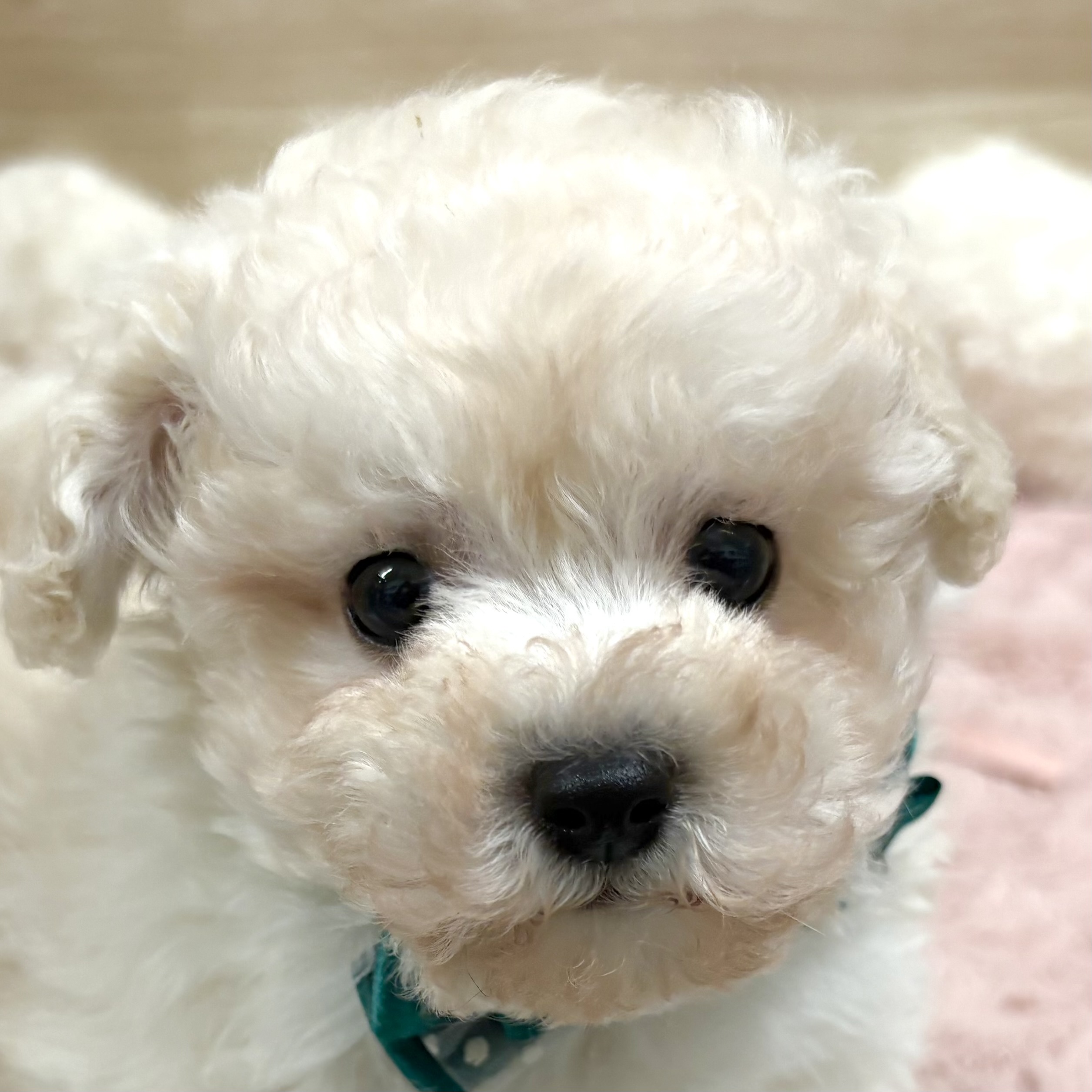 大阪府のトイプードル(トイ) (犬の家＆猫の里そよら東岸和田店/2025年12月11日生まれ/男の子/ペールフォーン)の子犬の1枚目の画像