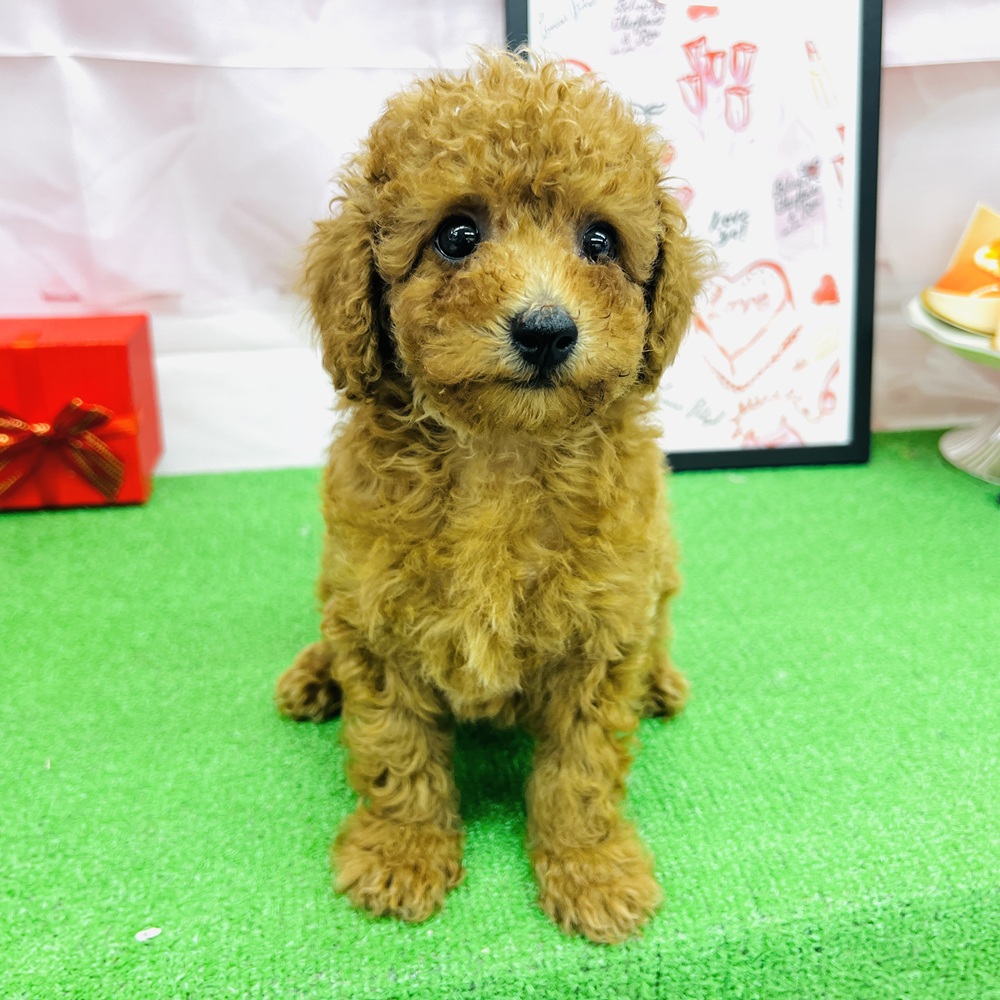 愛知県のトイプードル(トイ) (犬の家＆猫の里名古屋天白店/2025年12月11日生まれ/男の子/レッド)の子犬の2枚目の画像