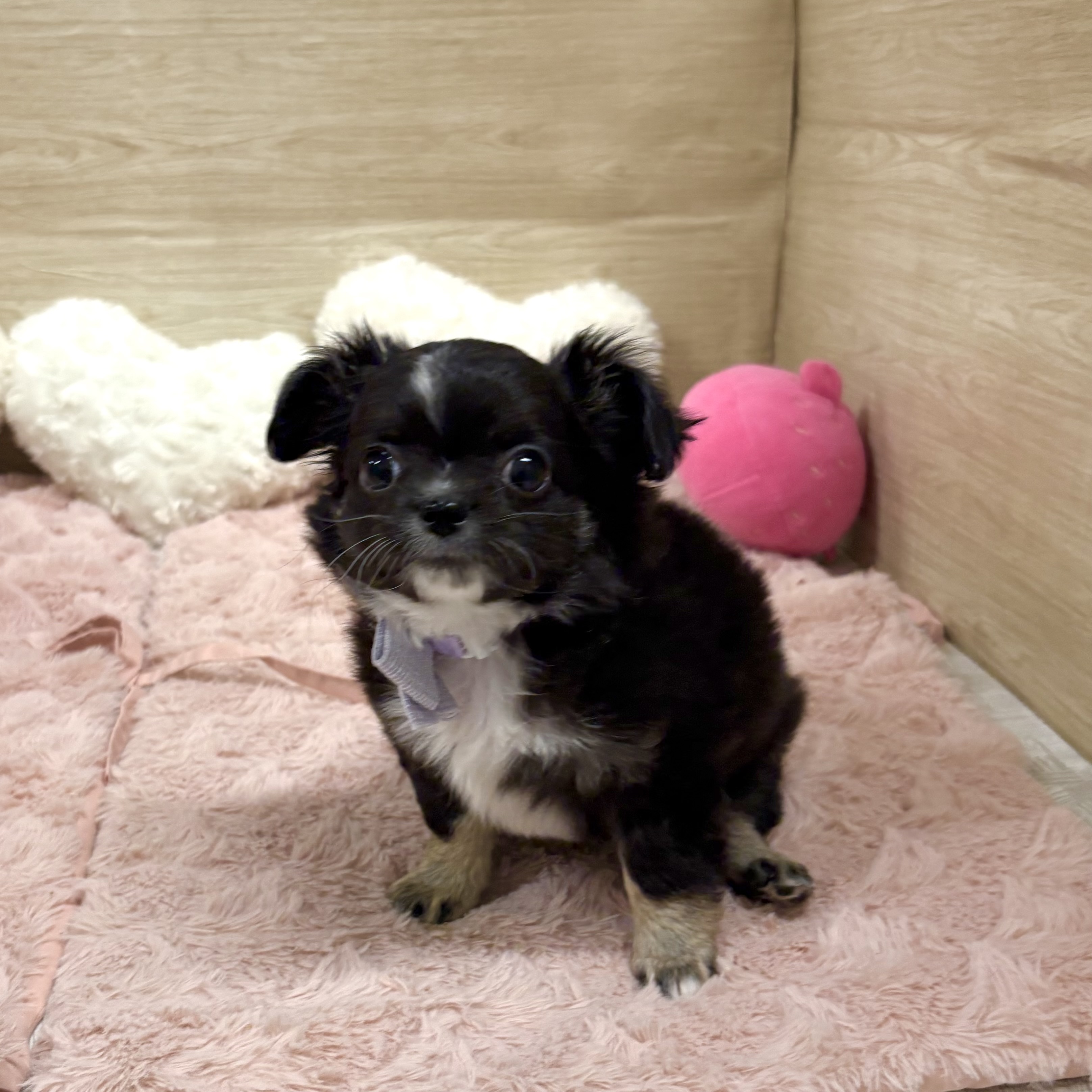 大阪府のチワワ(ロング) (犬の家＆猫の里そよら東岸和田店/2025年12月12日生まれ/男の子/ブラックホワイト)の子犬の2枚目の画像