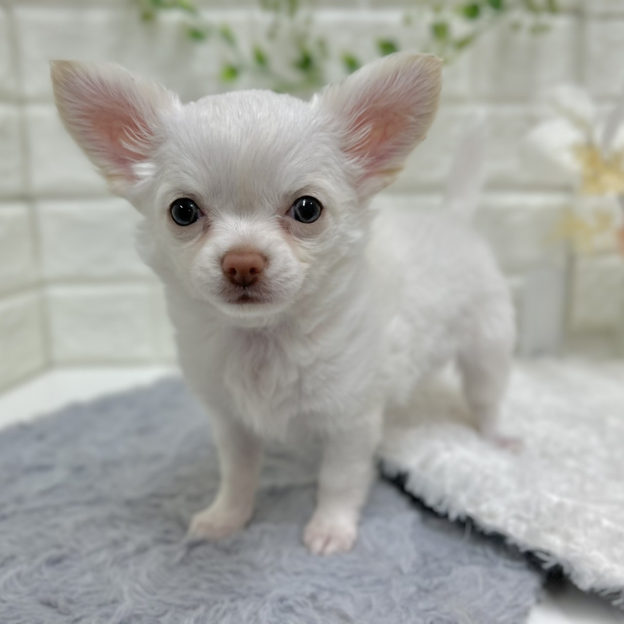 神奈川県のチワワ(ロング) (犬の家＆猫の里相模原店/2025年12月13日生まれ/女の子/ホワイト)の子犬の2枚目の画像