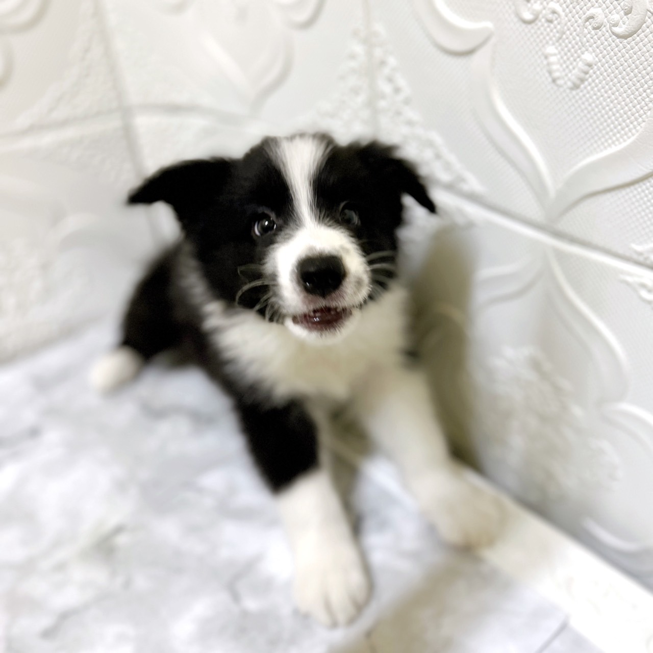 愛知県のボーダーコリー (犬の家＆猫の里岡崎店/2025年12月12日生まれ/男の子/ブラックホワイト)の子犬の2枚目の画像