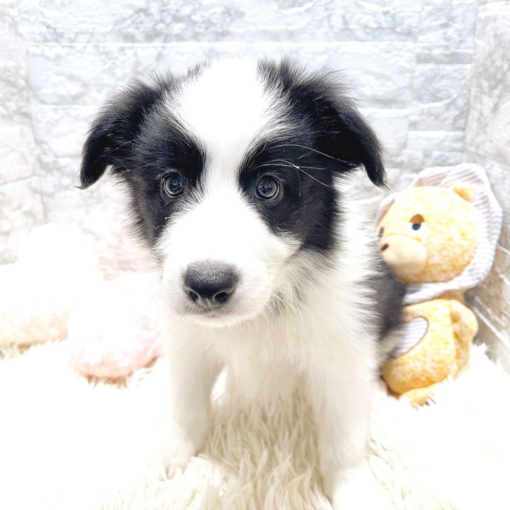 愛知県のボーダーコリー (犬の家＆猫の里MiO香久山店/2025年12月12日生まれ/男の子/ブラックホワイト)の子犬の2枚目の画像