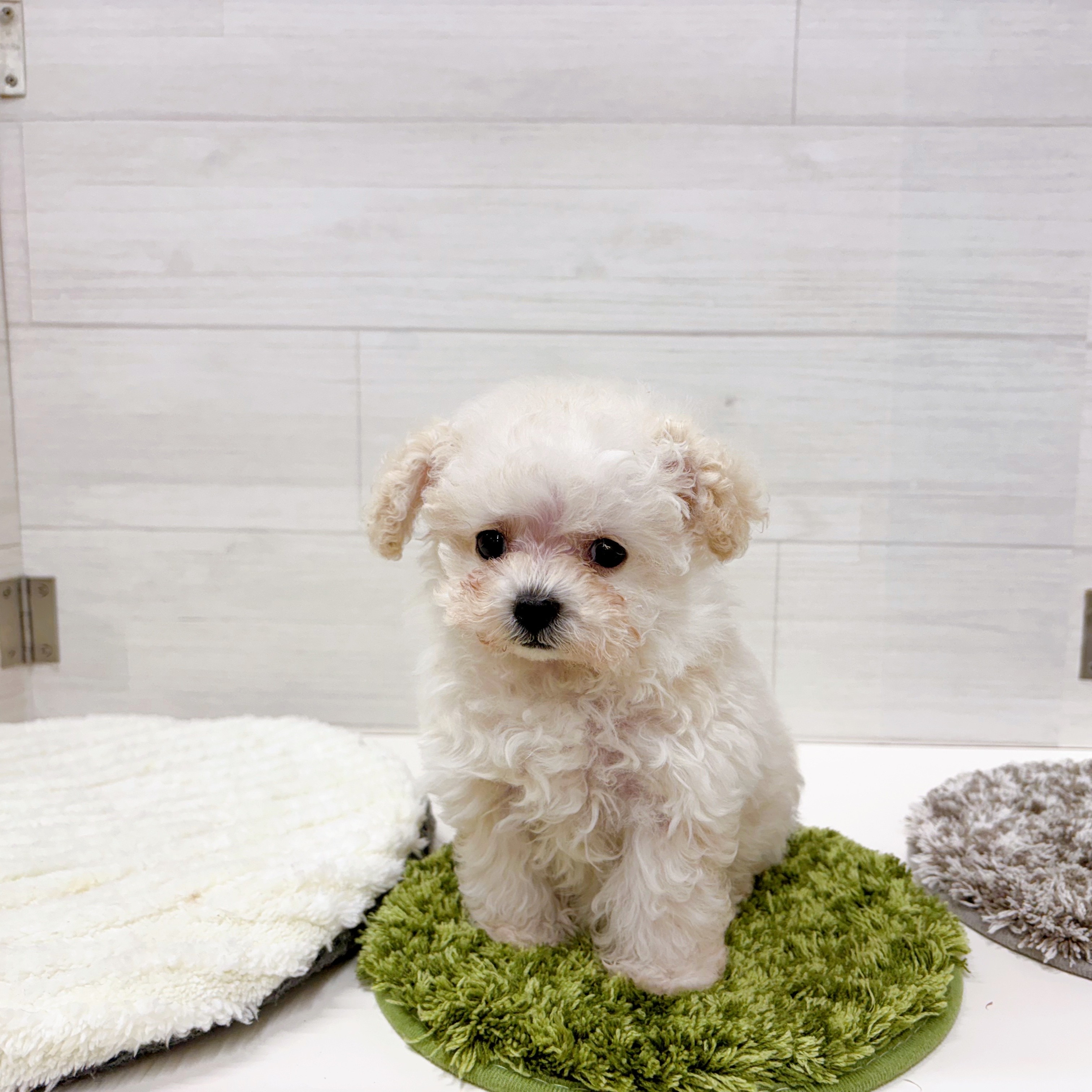 石川県のトイプードル(ティーカップ) (犬の家＆猫の里アミーゴ金沢おこばた店/2025年12月9日生まれ/女の子/ペールフォーン)の子犬の2枚目の画像