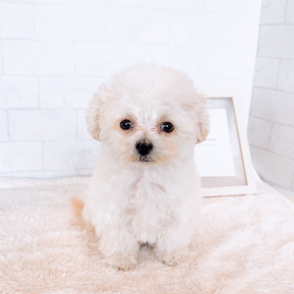 石川県のトイプードル(ティーカップ) (犬の家＆猫の里金沢店/2025年12月9日生まれ/女の子/ペールフォーン)の子犬の2枚目の画像