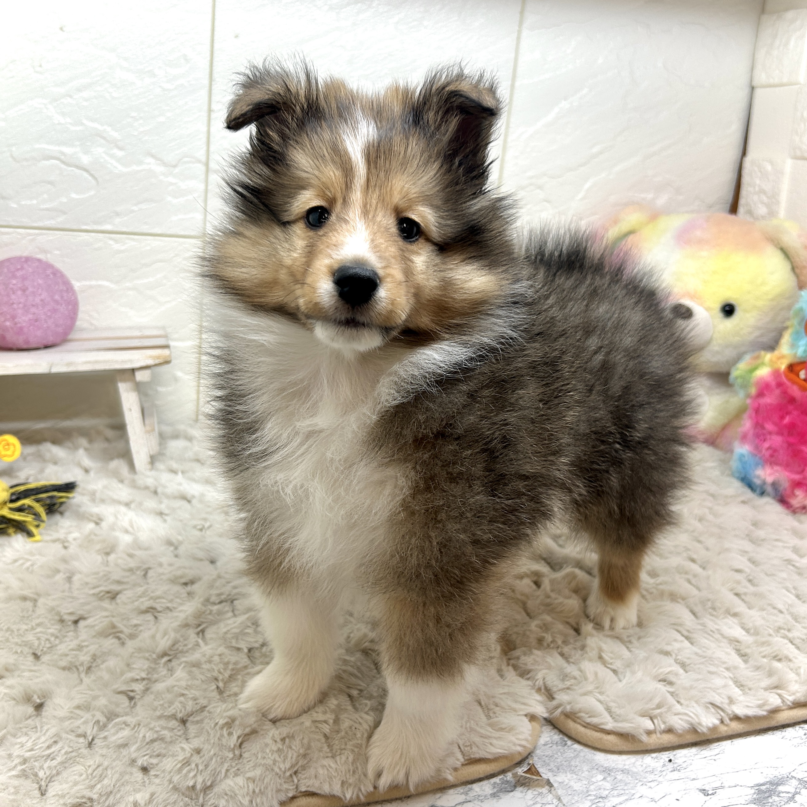 兵庫県のシェットランドシープドッグ (犬の家＆猫の里ゆめタウン姫路店/2025年12月11日生まれ/男の子/セーブルホワイト)の子犬の1枚目の画像