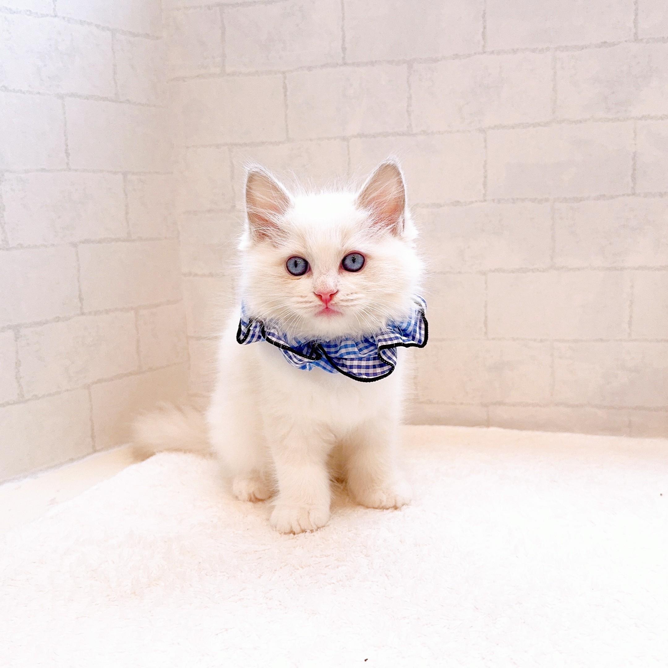 石川県のラグドール (犬の家＆猫の里金沢店/2025年12月12日生まれ/男の子/ブルーポイントバイカラー)の子猫の2枚目の画像