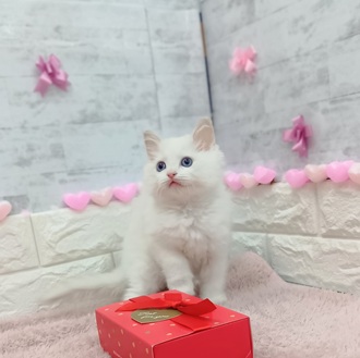 静岡県のラグドール (犬の家＆猫の里プレ葉ウォーク浜北店/2025年12月12日生まれ/男の子/ブルーポイントバイカラー)の子猫の2枚目の画像