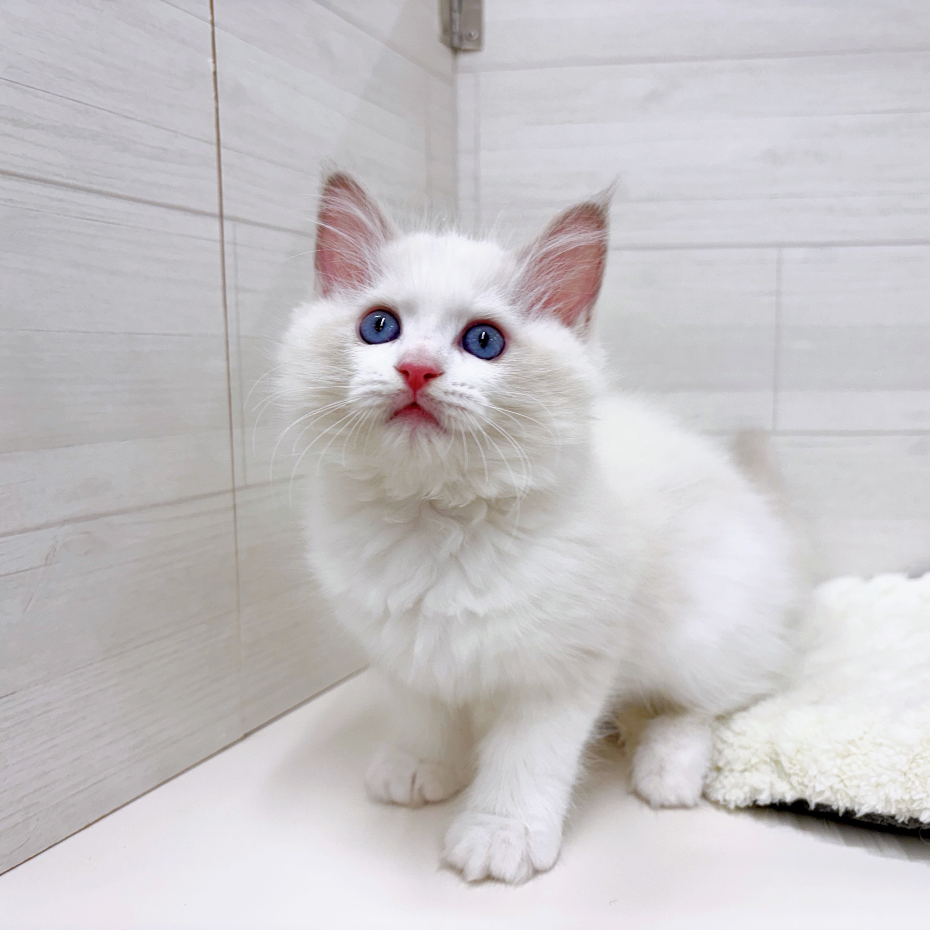 石川県のラグドール (犬の家＆猫の里アミーゴ金沢おこばた店/2025年12月12日生まれ/女の子/ブルーポイントバイカラー)の子猫の2枚目の画像