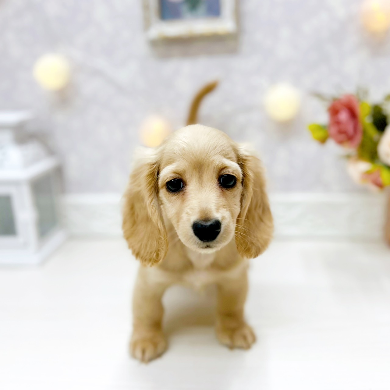 富山県のミニチュアダックスフンド(ロング) (犬の家＆猫の里アミーゴ山室店/2025年12月13日生まれ/女の子/イエロー)の子犬の1枚目の画像