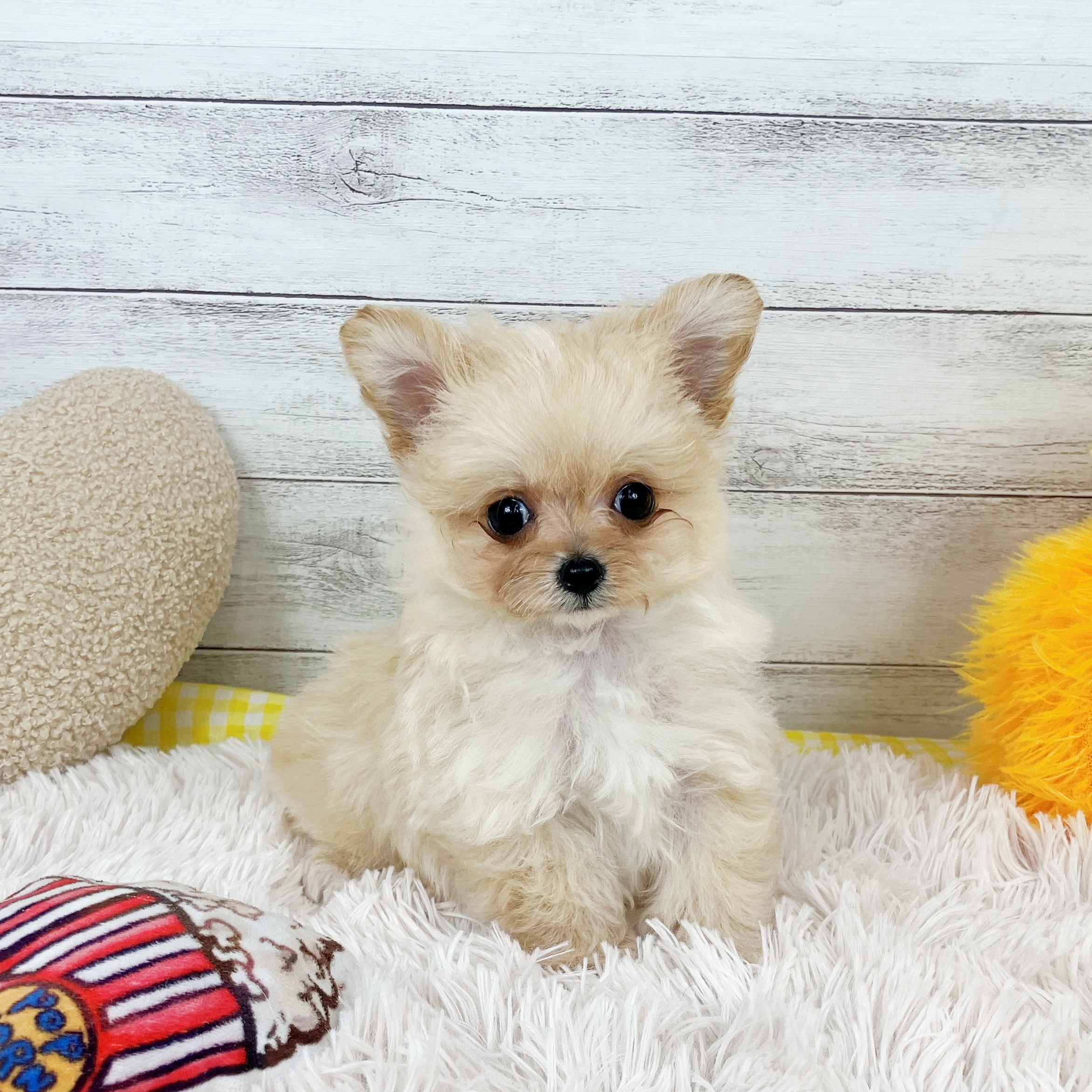 兵庫県のチワプー/プーチー(チワワ×プードル) (犬の家＆猫の里川西店/2025年11月30日生まれ/男の子/クリーム)の子犬の2枚目の画像