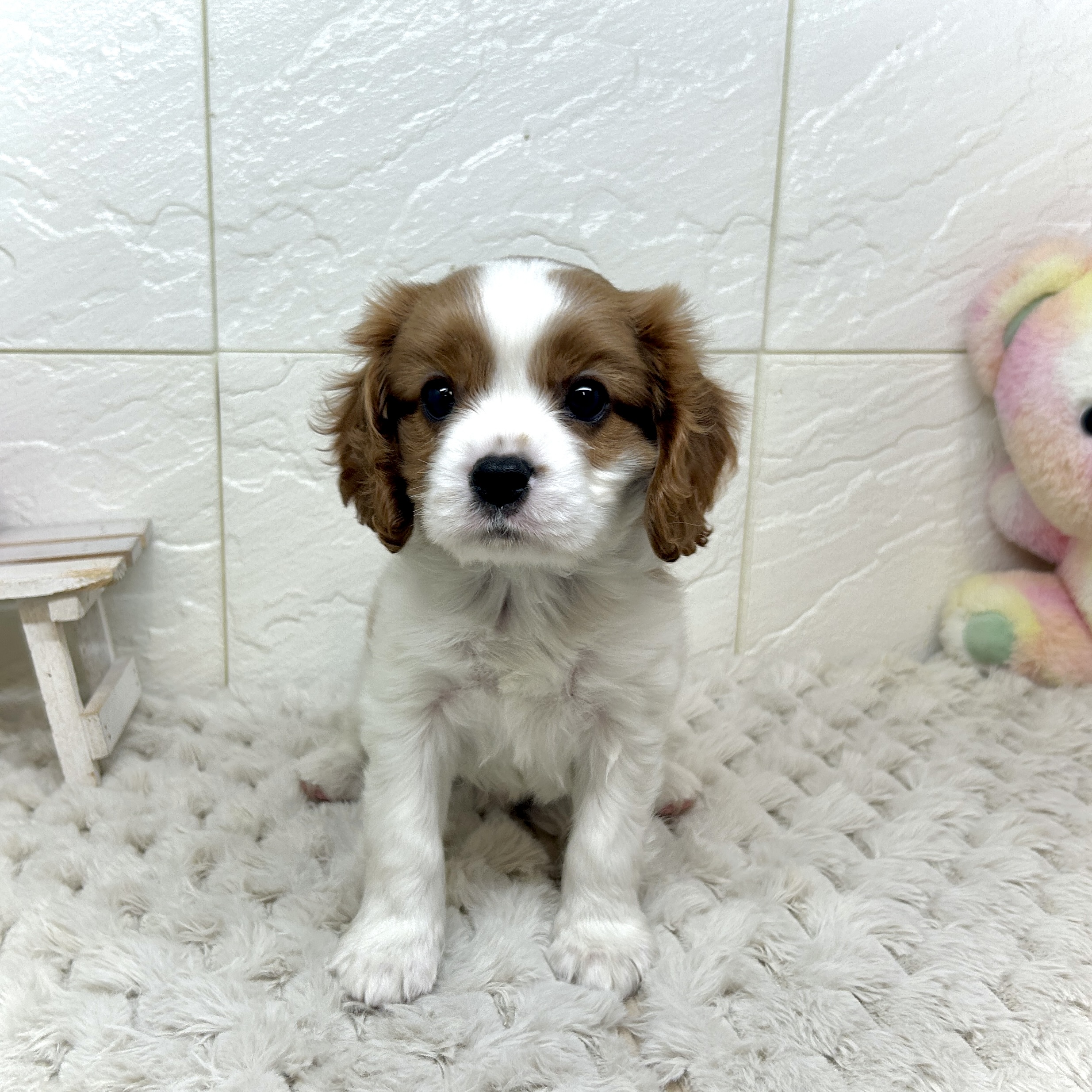 兵庫県のキャバリアキングチャールズスパニエル (犬の家＆猫の里ゆめタウン姫路店/2025年12月15日生まれ/男の子/ブレンハイム)の子犬の2枚目の画像