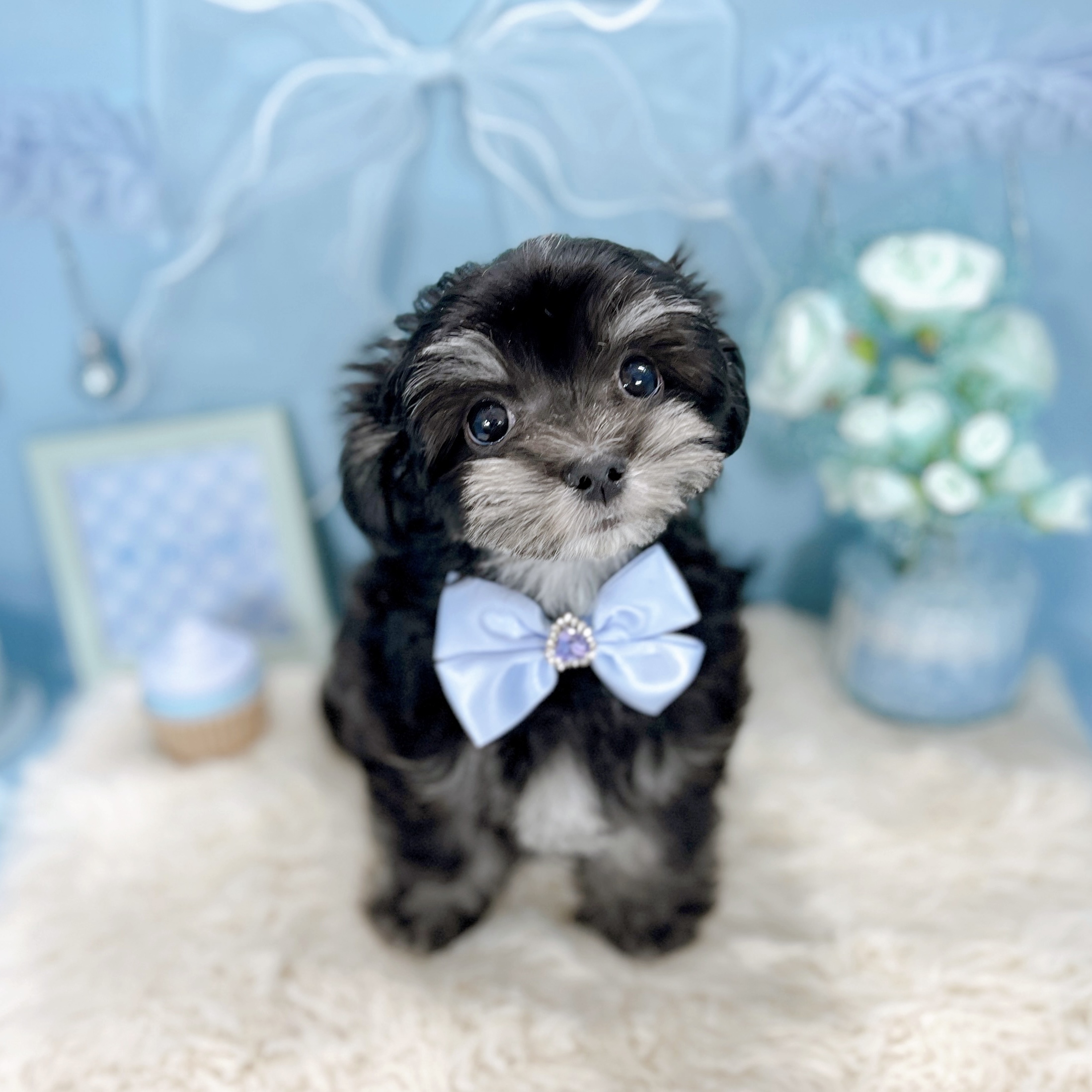 福井県のチワマル/マルチワ(チワワ×マルチーズ) (犬の家＆猫の里アミーゴ福井大和田店/2025年12月11日生まれ/男の子/ブラッククリーム)の子犬の2枚目の画像