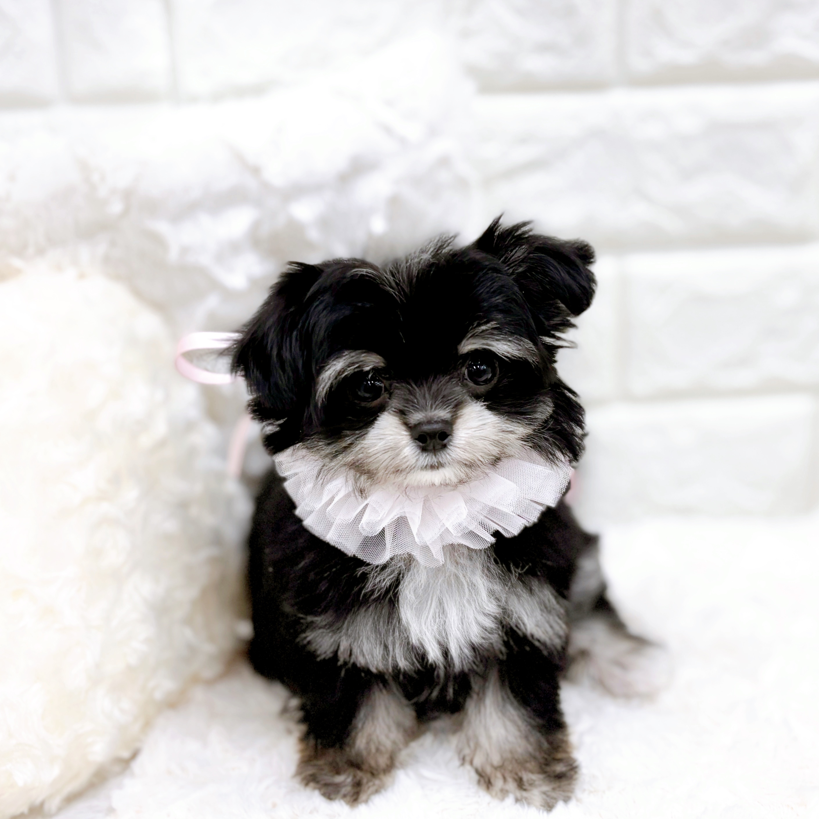 福井県のチワマル/マルチワ(チワワ×マルチーズ) (犬の家＆猫の里アミーゴ福井店/2025年12月11日生まれ/女の子/ブラッククリーム)の子犬の2枚目の画像