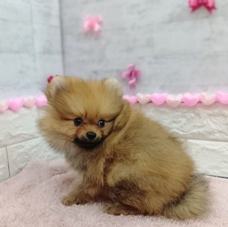 静岡県のポメラニアン (犬の家＆猫の里プレ葉ウォーク浜北店/2025年12月11日生まれ/男の子/オレンジ)の子犬の2枚目の画像